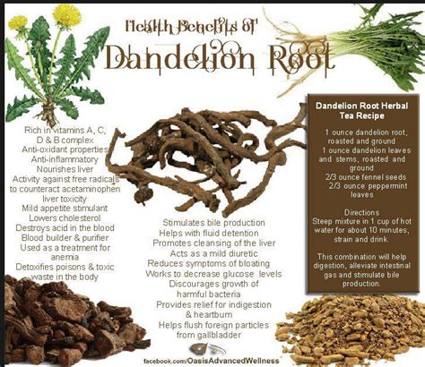 The Health Benefits Of Dandelion Root Are Shown In This Info Sheet With