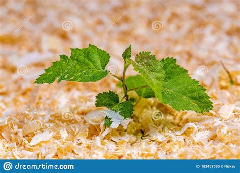 Growing Birch Seedlings From Seeds Stock Photo Image Of Springtime