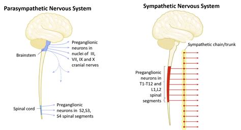 Autonomic Nervous System Sympathetic And Parasympathetic Anatomy Qa