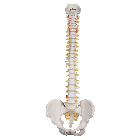 Anatomical Model Highly Flexible Spine Model