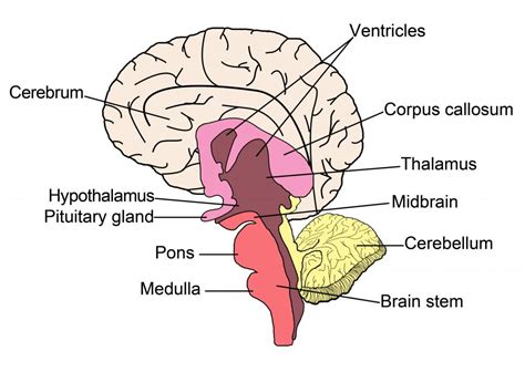 What Is The Connection Between The Pituitary Gland And Growth Hormone