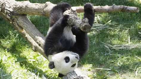 Buckets Of Cute Pandas At Sichuan Giant Panda Sanctuaries 42 Photos