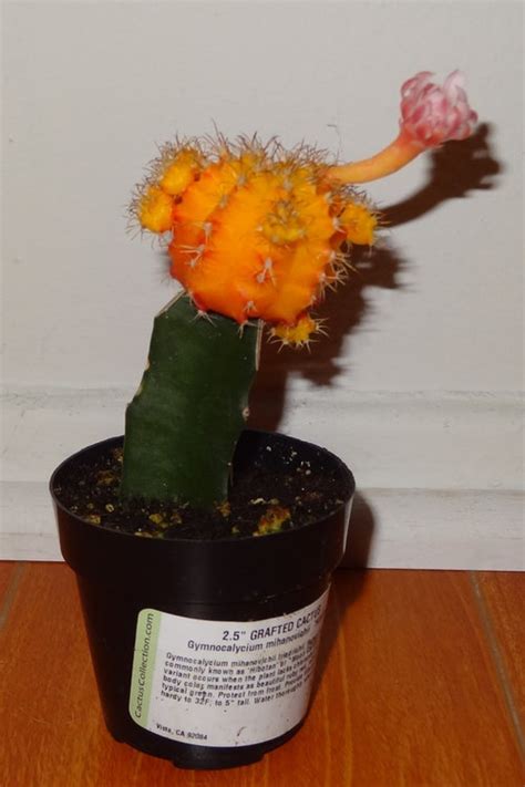 Moon Cactus Blooming