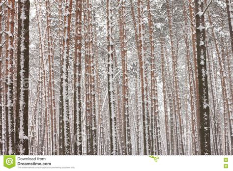 Snow Covered Pine Trees In Winter Forest Stock Image Image Of