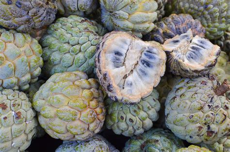 That's my experience with sugar apple in china. Annona squamosa / IPlantz
