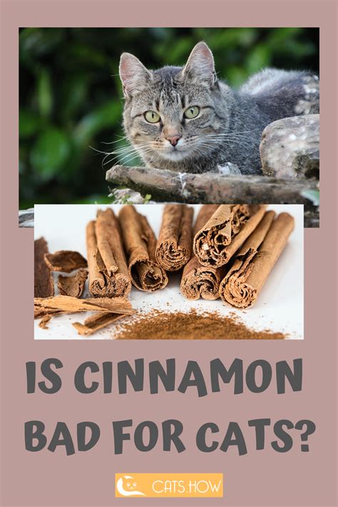 Only if someone allergic to cats can't drink anything else and they leave the glass of oatmilk out where the cat can get to it. ᐉ Can Cats Eat Cinnamon # Cats How - Cats Are Awesome ...