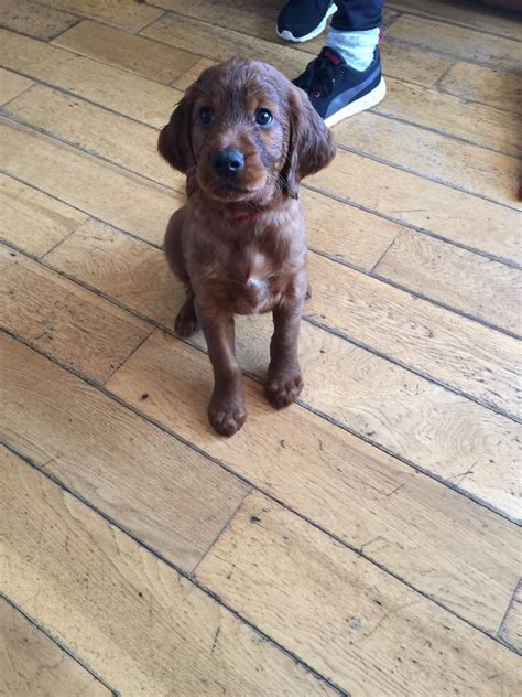 Red Setter Pups In Magherafelt County Londonderry Gumtree