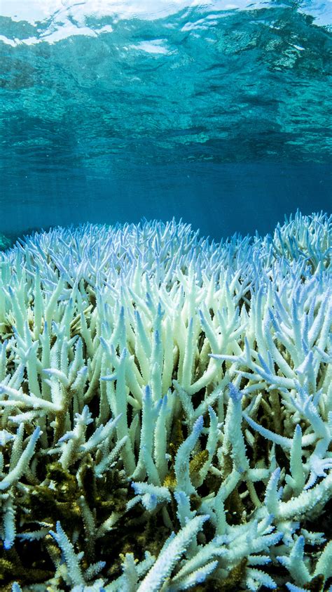 This Is Why The Great Barrier Reef Is Dying Gizmodo Australia
