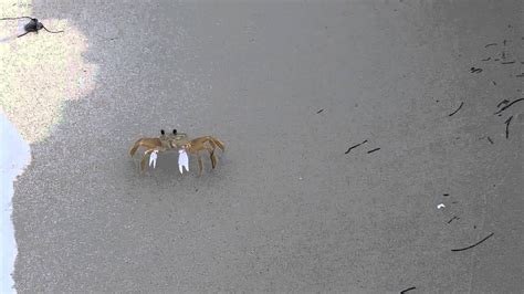 Crab Walking On Beach YouTube