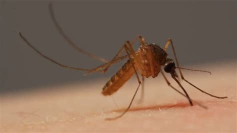mosquitos machos vs hembras diferencias sorprendentes