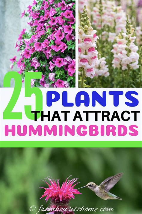 Hummingbird Plants 25 Of The Best Flowers That Attract Hummingbirds