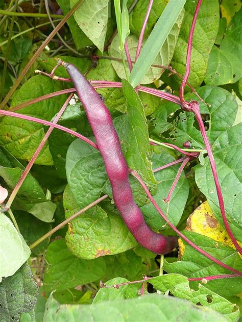 Photo Of The Fruit Of Pole Bean Phaseolus Vulgaris Blue Peter