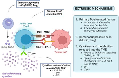 Cancers Free Full Text Mechanisms Of Primary And Acquired