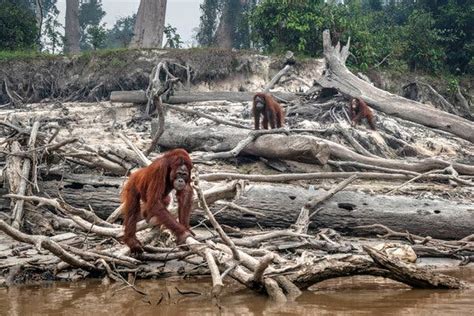 A ‘crossroads For Humanity Earths Biodiversity Is Still Collapsing