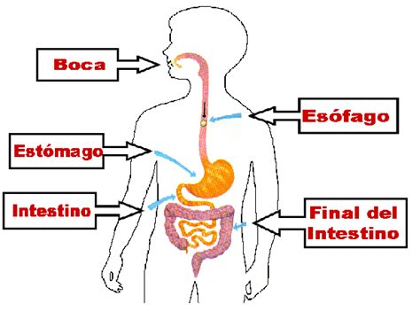 Sistema Digestivo Digestión Escuelapedia Recursos