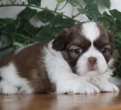 See more ideas about puppies, shitzu puppies, shih tzu puppy. Shih Tzu Puppies For Sale | Durham, NC #195163 | Petzlover