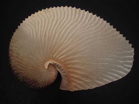 Very Raredeep H2oargonauta Argo~211mm~taiwan Seashell Sea