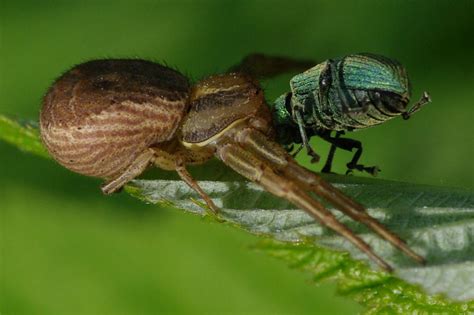 Xysticus Bifasciatus Arthropodafotosde