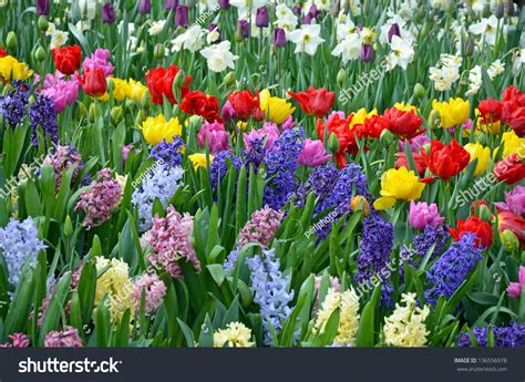 Colorful Spring Garden Hyacinths Daffodils Tulips Stock Photo 136556978