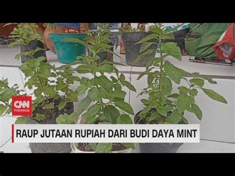 Raup Jutaan Rupiah Dari Budi Daya Mint Youtube