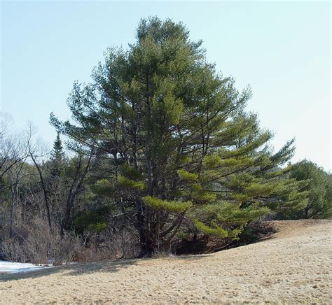 Pinus Strobus Eastern White Pine Go Botany