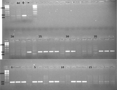 Phodopic Science Sex Typing Pure Species Embryos And The Rnaseq Experiment