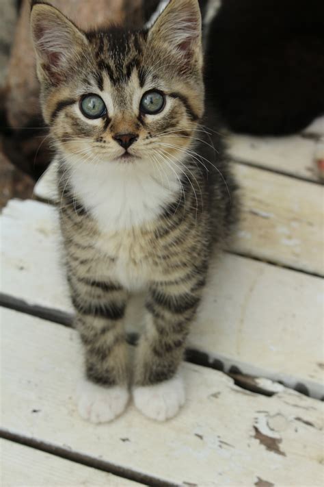 Little Kitten Free Stock Photo Public Domain Pictures