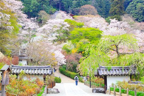 5 Reasons You Must Visit Nara Japan Wanderlust