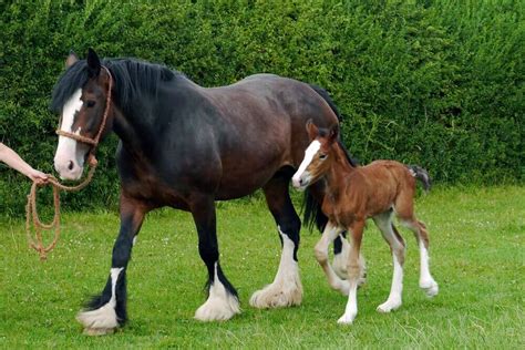Horse Breeds The Most Popular Equine Types A To Z
