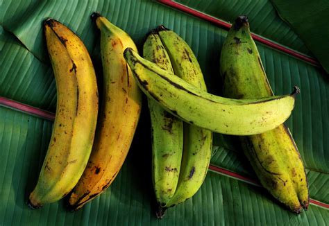 What Is A Plantain