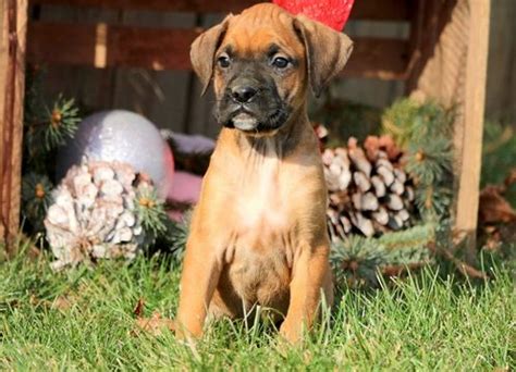Having a boxer puppy is quite wonderful and rewarding. Boxer-Mastiff Mix puppy for sale in MOUNT JOY, PA. ADN ...
