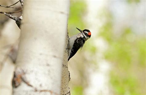 Hairy Woodpecker 5534 Picoides Villosus Photograph By Michael Trewet