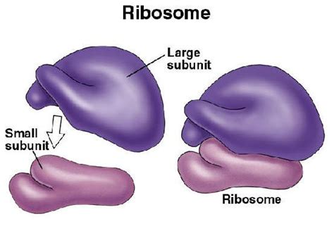 Ribosomes Structure And Functions A Level Biology Revision Notes