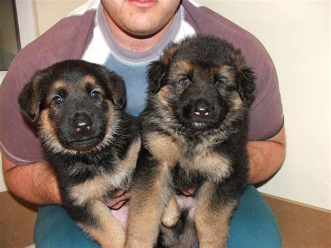 German shepherd puppy ears can be unpredictable! German Shepherd puppies for sale. | Tadcaster, North ...