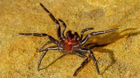 A Sydney Funnel Web Spider Bite Isnt The End Of The World