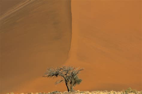 Photo Désert Du Namib Acacia Au Pied Dune Dune Philippe Crochet
