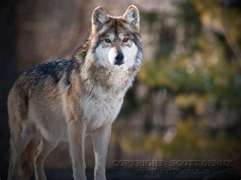 Ready Mexican Gray Wolf Aka Canis Lupus Baileyi