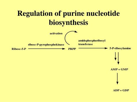 Ppt Nucleotide Metabolism Part 1 Purine Biosynthesis Powerpoint