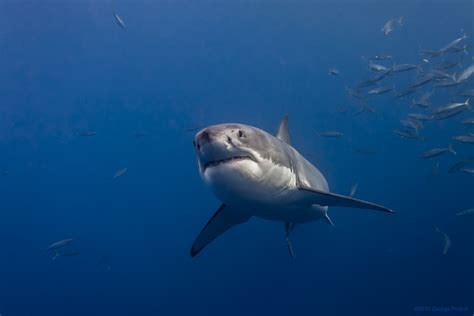 How fast can a mako shark swim in mph? How Fast can Sharks Swim | Sharks Speed