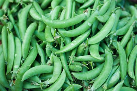 Pea Tall Sugar Snap Us Seeds Bank