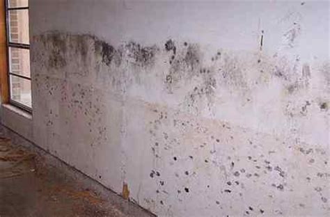 black mold pictures symptoms removal health effects