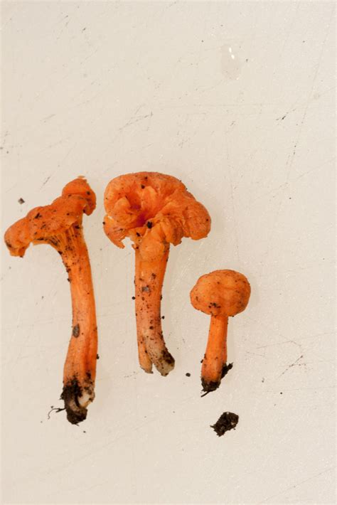 Cantharellus Cinnabarinus By Richard Jacob Western