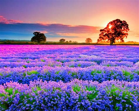 Free Download Flower Field Wallpapers 26 1280x1024 For Your Desktop