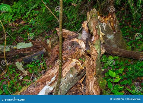 Dead Trees In The Forest Broken Tree Trunk Lightning Struck Trees