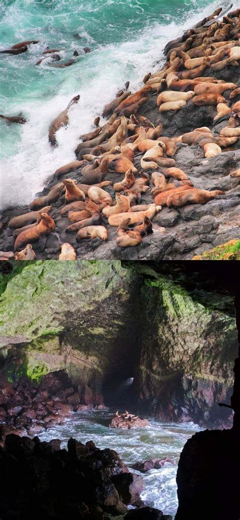 Sea Lion Caves Oregon Coast Road Trip Web Story 2traveldads