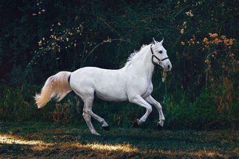 Horse Pictures · Pexels · Free Stock Photos