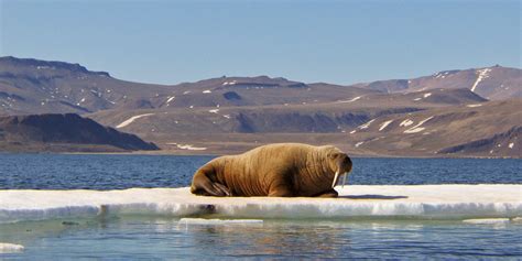 High Latitudes Part 4 Walruses Expeditionary Art