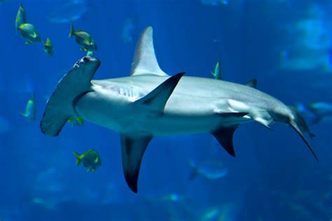 Government Fails To Protect Great Hammerhead Shark Nrdc