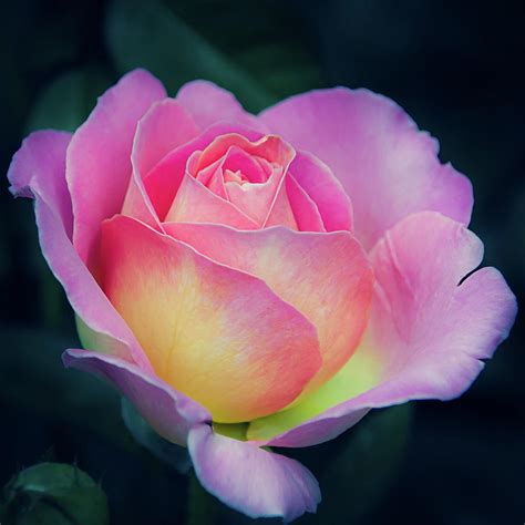 Pink And Yellow Single Rose Photograph By Julie Palencia Pixels