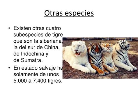 Tigre Blanco Tp